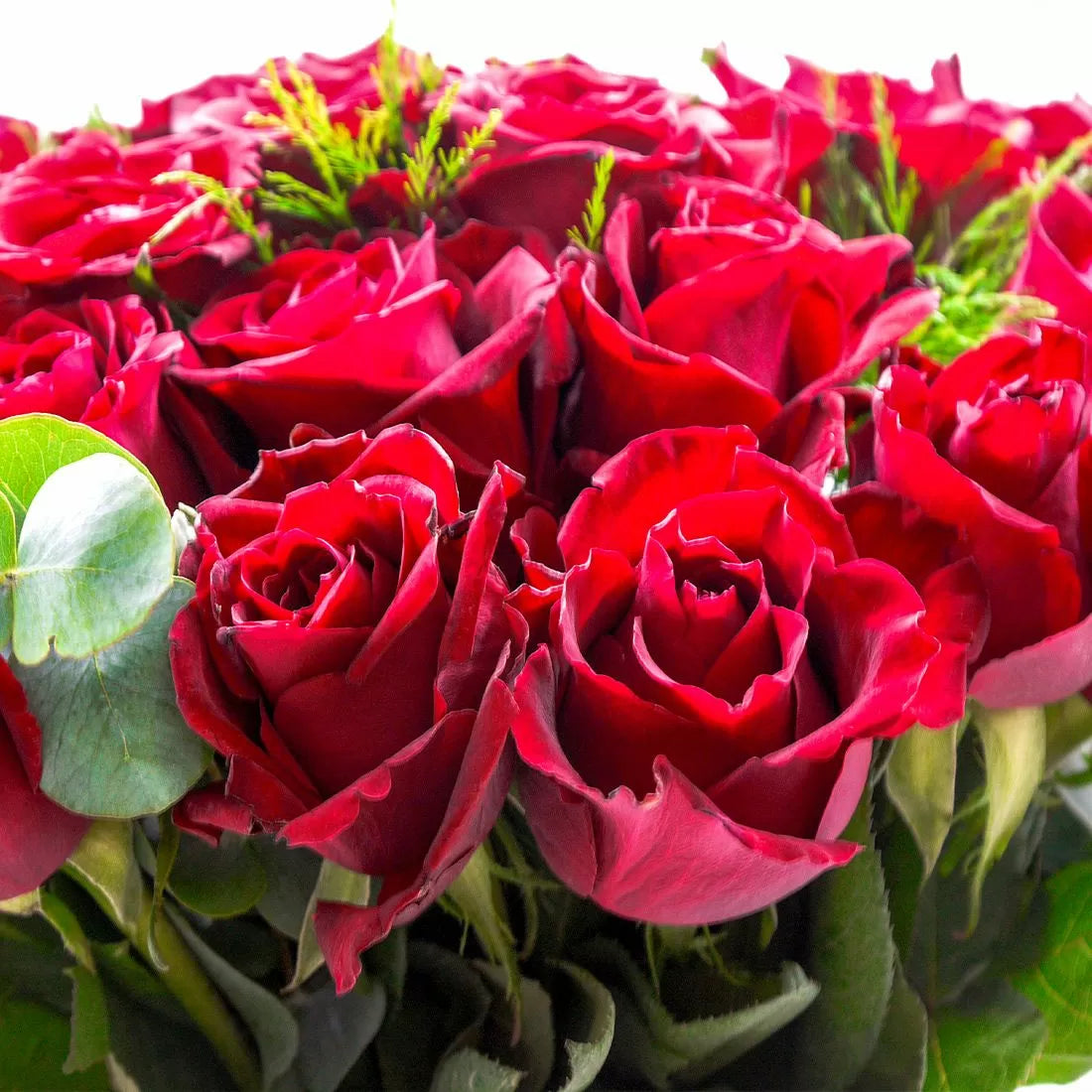 50 Luxury Red Roses