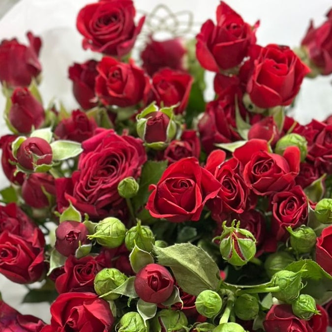 Red Spray Roses
