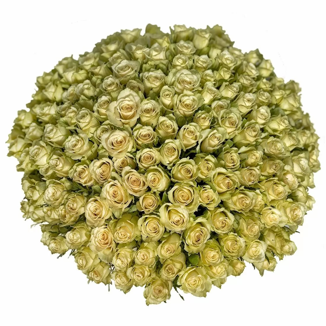 200 Luxury White Roses