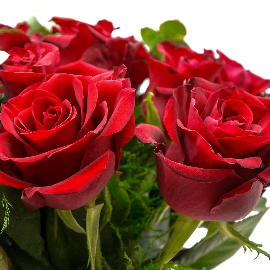12 Luxury Red Roses