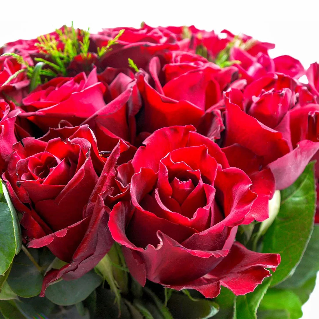 24 Luxury Red Roses