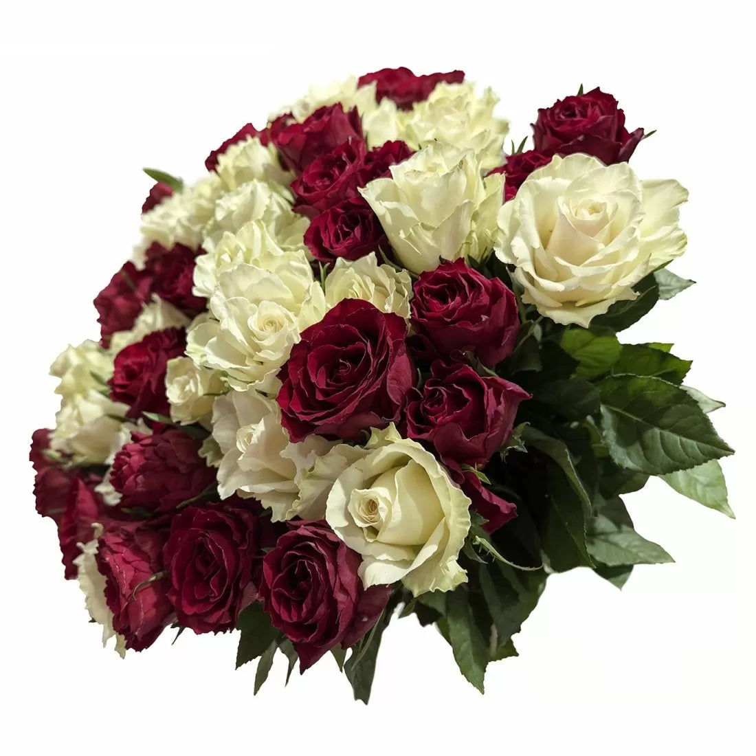 101 Luxury Red and White Roses