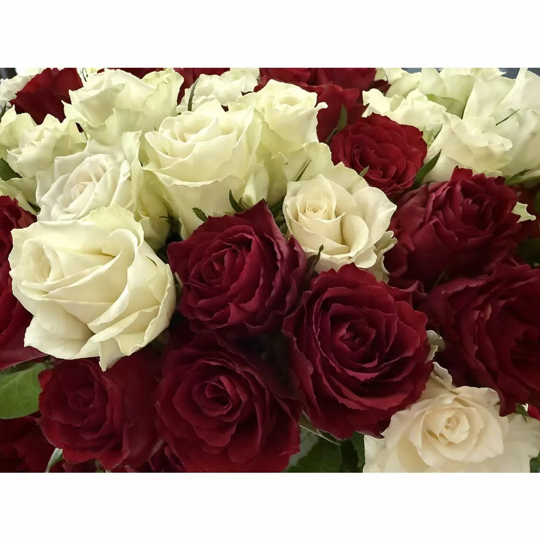101 Luxury Red and White Roses