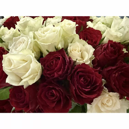 101 Luxury Red and White Roses