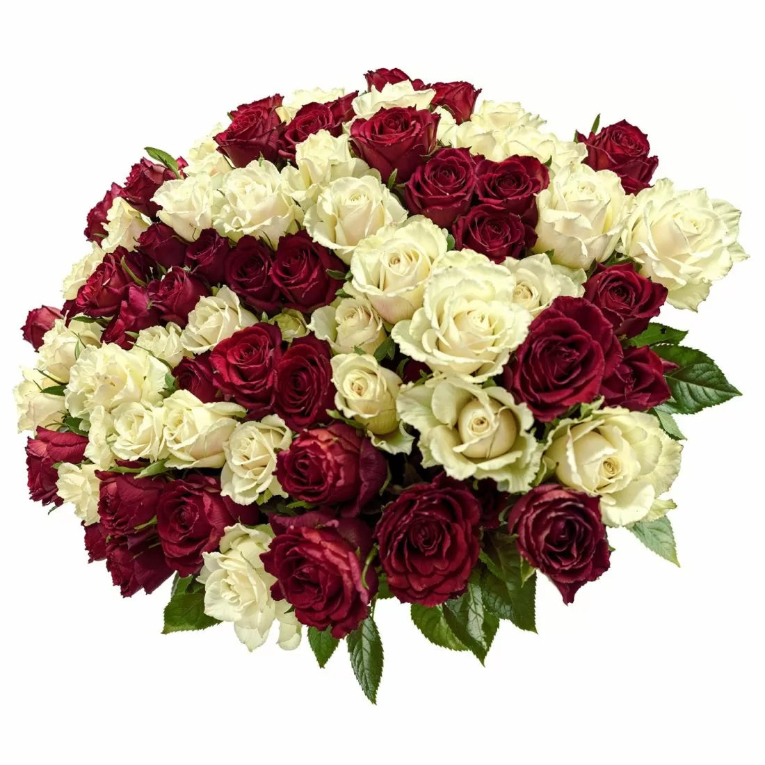 101 Luxury Red and White Roses