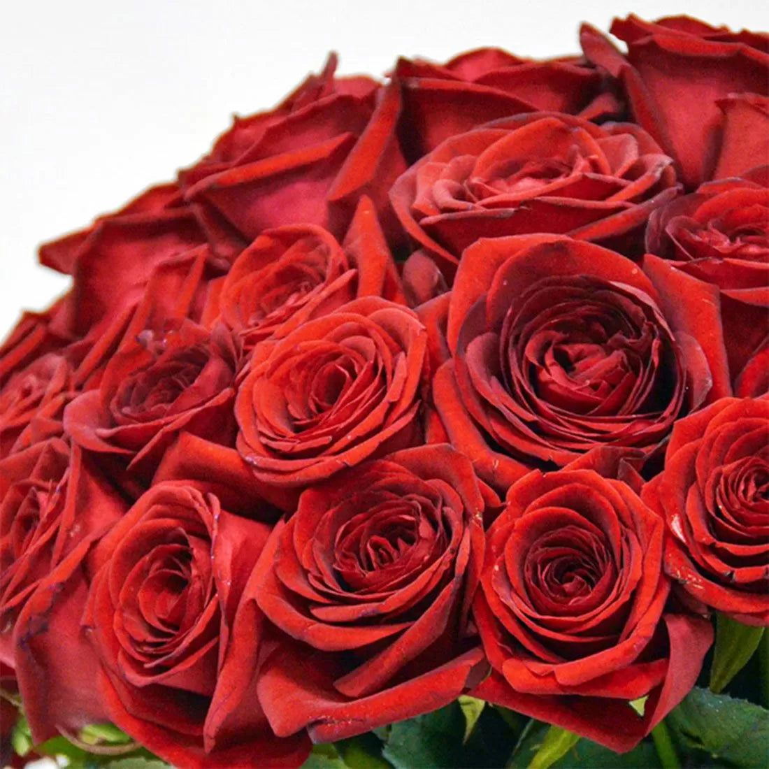Long Stem Red "Naomi" Rose Bouquet