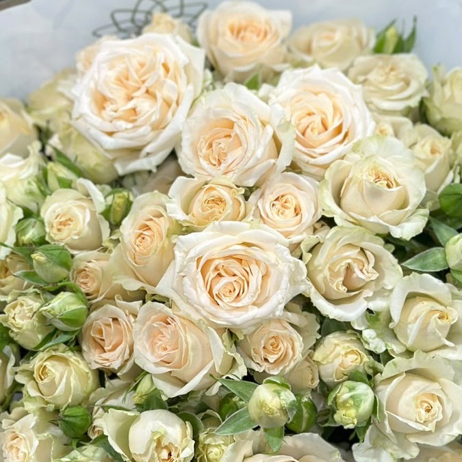 White Cream Spray Roses