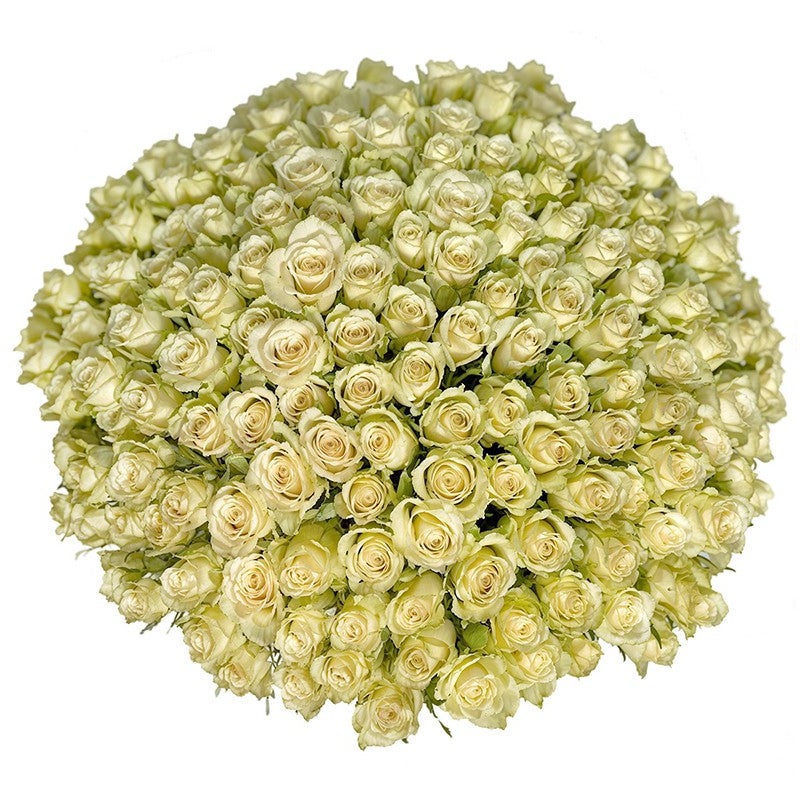 200 Hand-Tied White Roses Bouquet